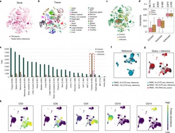 藉助AI，科學家可在人類細胞圖譜中更快找到某個病變細胞