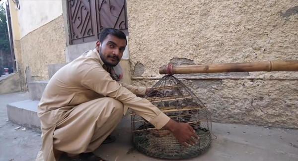 巴基斯坦最神秘的“3種職業”?窮人靠麻雀日賺120元,巴鐵加油 巴基斯坦最神秘的“3種職業”?窮人靠麻雀日賺120元,巴鐵加油