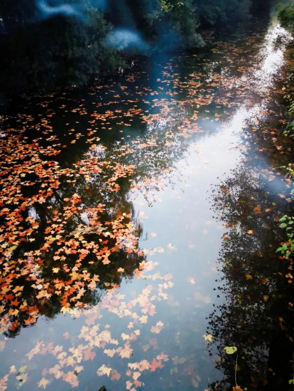 【分享閱讀】10首秋水詩詞，感受不一樣的秋天!