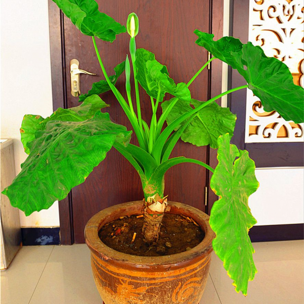 臥室養花“講究大”,4種“漂亮花”對身體傷害大,儘早搬出去 臥室養花“講究大”,4種“漂亮花”對身體傷害大,儘早搬出去