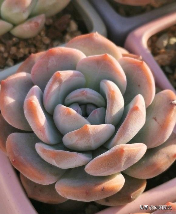 養好多肉很容易，工地挖點河沙，純河沙也能養多肉，根系超發達