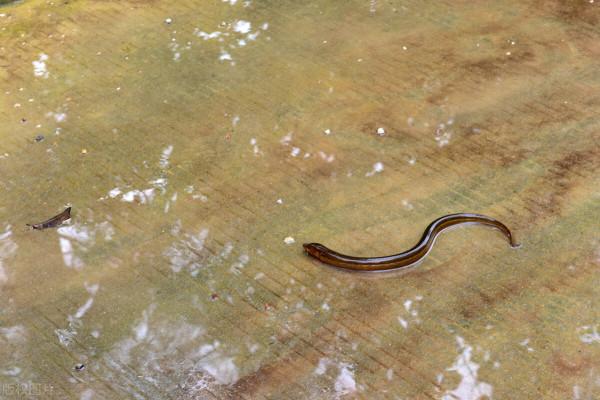 過年回家飯局多，記得避開這6種飯桌上常見的寄生蟲