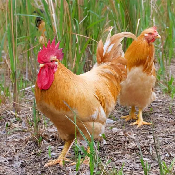 今天分享雞類有多少個品種？你知道幾種？可否說說認識的？