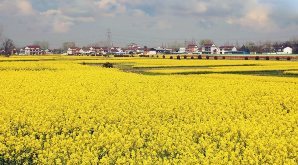 田野鄉村，風景如畫