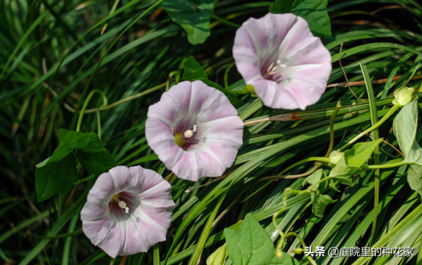 庭院裡不常見但非志怪的藤蔓植物