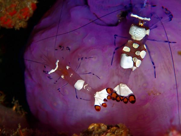 海生物289：孔雀尾海葵蝦