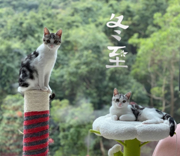 33歲梁洛施隱世豪宅內部曝光“超級木屋”與三個兒子同住