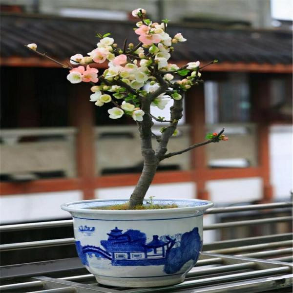 “家裡有棵樹，代代都富有”！室內養樹，建議從這9種裡面選