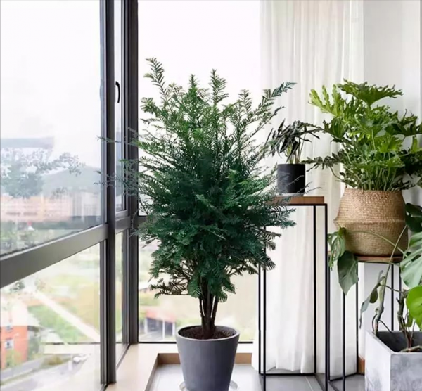 客廳裡適合養的3種植物，不僅高階大氣，還能淨化空氣