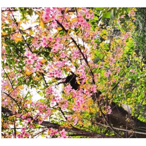 太極拳的意、氣、力及相互關係及應用