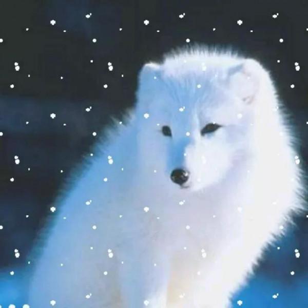 分享最美的狐狸——白狐