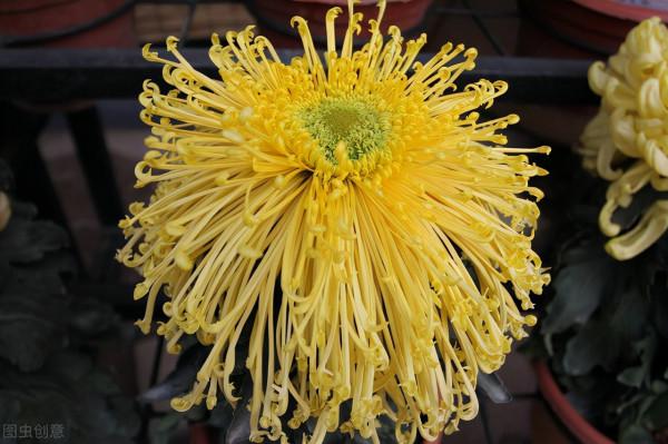 鮮切花中的“5美人”，都可以盆栽養殖，養好了，鮮花自由