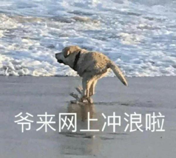 動物表情包