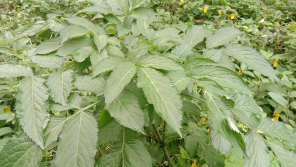 大叔煩惱的接骨草，挖回家煮水泡腳，舒筋活血，變廢為寶