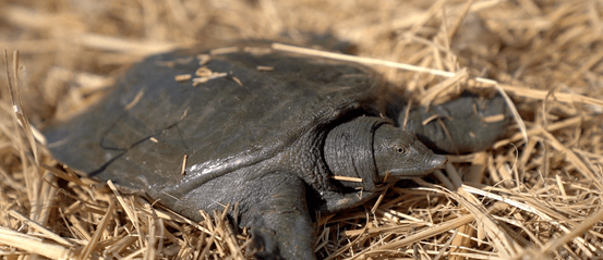 浙江大爺養殖烏鱉，透過稻鱉共養走向致富，年銷售額五千萬元