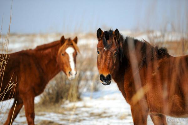 北京周邊兩天玩雪攻略 烏蘭布統自駕遊記