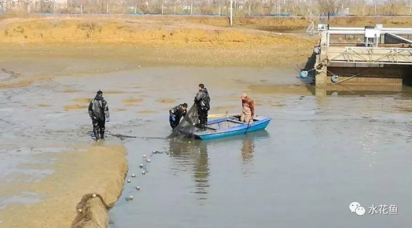 清塘消毒：幾種常見的清塘方式和常用清塘藥劑的功效及用法