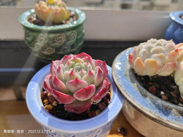 花園，美肉，怎可缺席