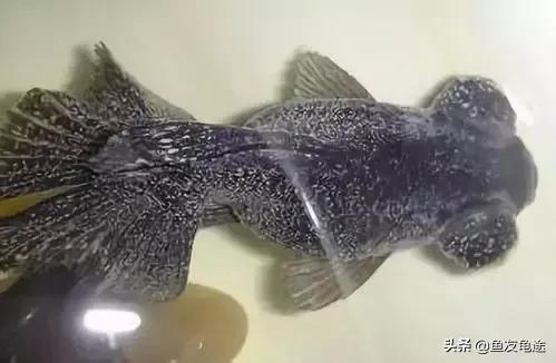 觀賞魚金魚爆發打粉病的原因及預防治療方法