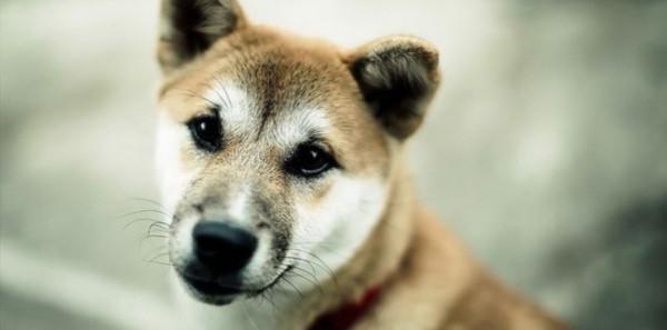 《太平廣記》志怪故事:狗仙 《太平廣記》志怪故事:狗仙