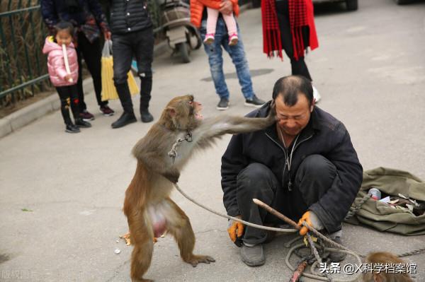 偷錢、殺人、綁架,印度猴子無惡不作,老百姓們為何拿它們沒辦法 偷錢、殺人、綁架,印度猴子無惡不作,老百姓們為何拿它們沒辦法