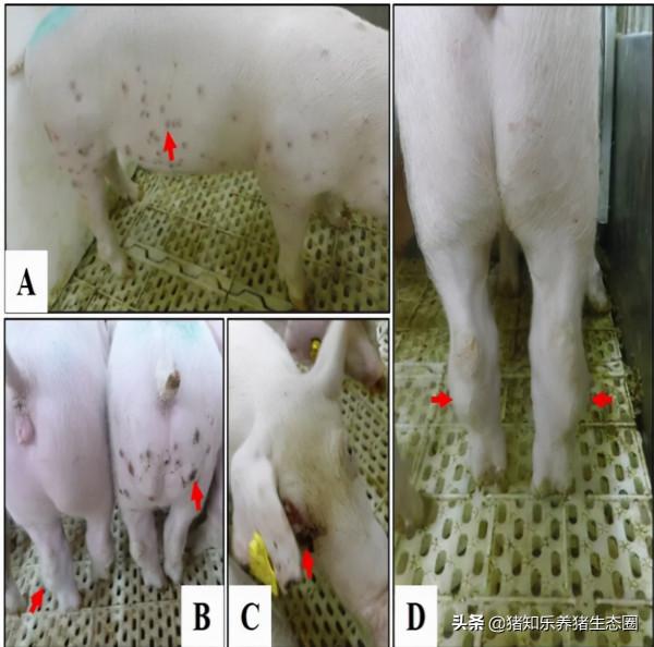 相比於非瘟病毒,非洲豬瘟弱毒更可怕 相比於非瘟病毒,非洲豬瘟弱毒更可怕