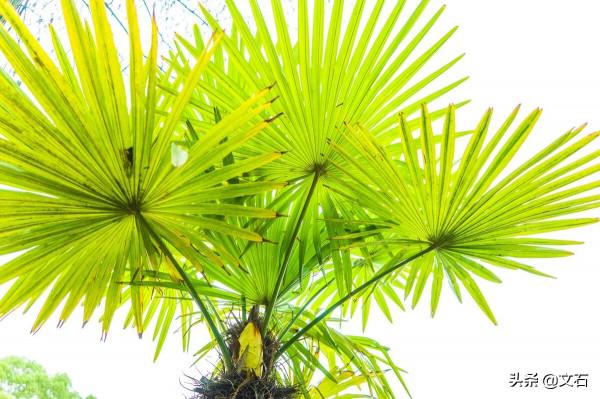 神秘人物的出現、登臺表演、夢幻一般——我是求職之路（50）