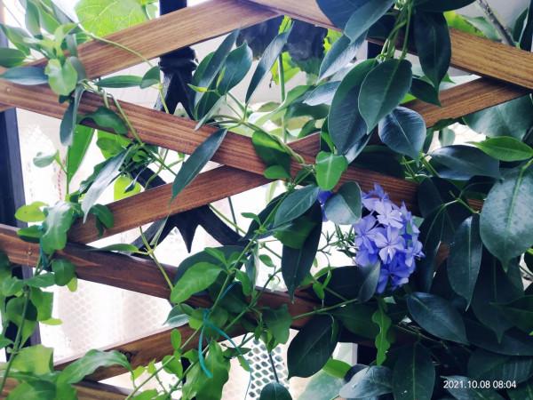 花架終於到了，老公說要把它砸了，還要丟掉我所有花……