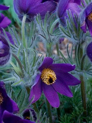 朵朵花開最迷人～白頭翁花