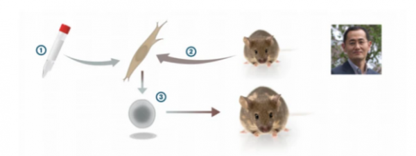 哈佛、梅奧“逆轉衰老”技術突破，延壽達30%，貝佐斯30億美元切入市場