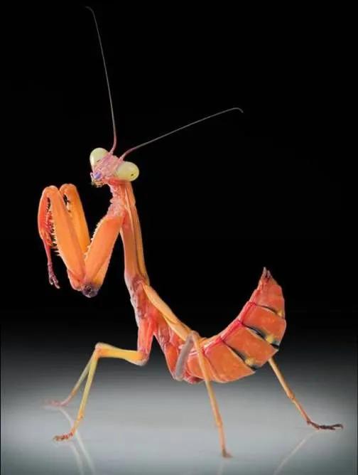 螳螂，雙臂敢擋車？