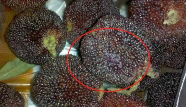 不乾不淨吃了沒病?這幾種常吃的水果中,就可能有寄生蟲存在 不乾不淨吃了沒病?這幾種常吃的水果中,就可能有寄生蟲存在