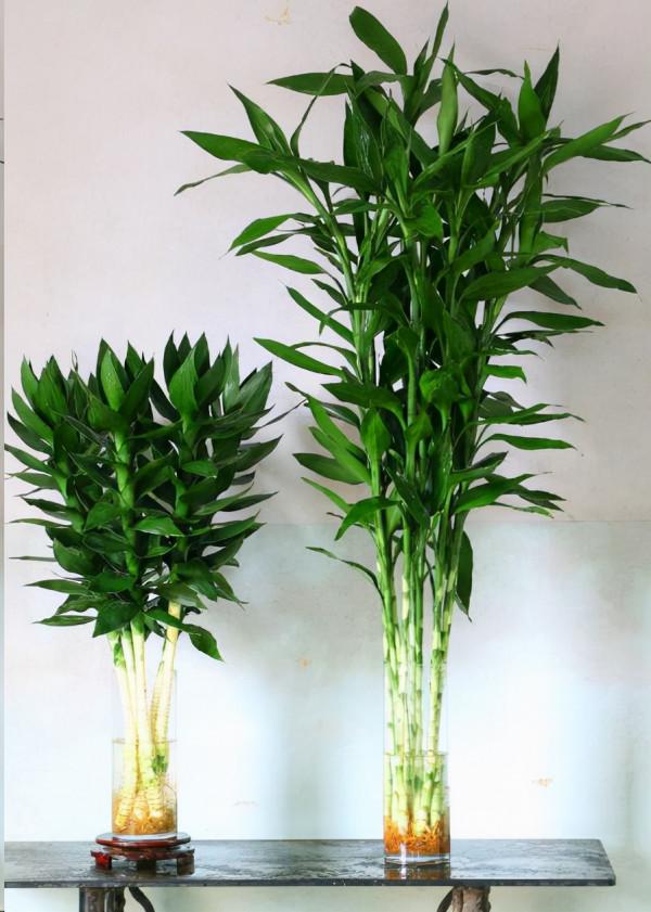 公認的“八種旺財花”,適合養在家裡,不僅寓意好,還很養人 公認的“八種旺財花”,適合養在家裡,不僅寓意好,還很養人