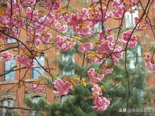 櫻花樹下的英國，你想念嗎？
