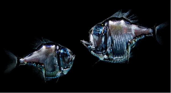 海洋生物為何在晝夜間大規模垂直遷徙? 海洋生物為何在晝夜間大規模垂直遷徙?