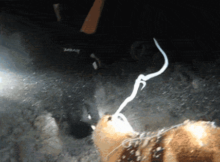 動物自我破壞性的防禦機制