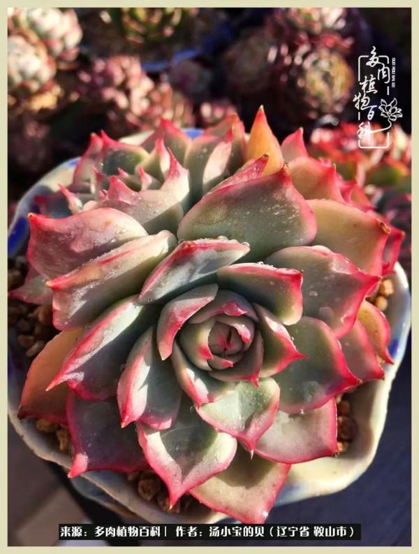 大東北的漫長冬季，我與多肉一起冬眠