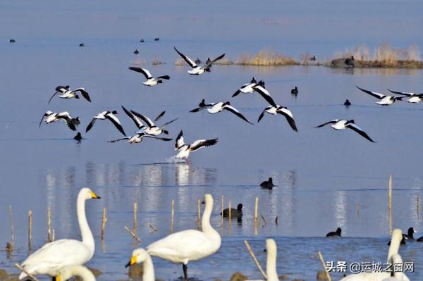 運城鹽湖美成“天鵝湖”