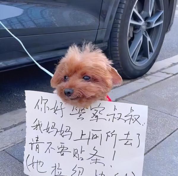 女子臨時停車將狗拴車門上，並給汪掛上紙牌，看清後：也太機智了