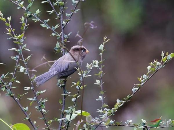國家二級保護動物—三趾鴉雀