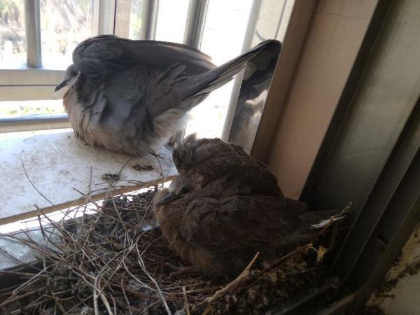 誰能告訴我，這是什麼鳥？在窗臺連孵兩窩了