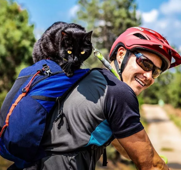 羨慕了！國外網友旅行時撿到一隻流浪貓，貓咪從此開始環遊世界