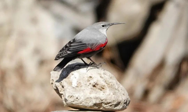 福利 | 十渡觀鳥實踐課——探索鳥類與環境關係
