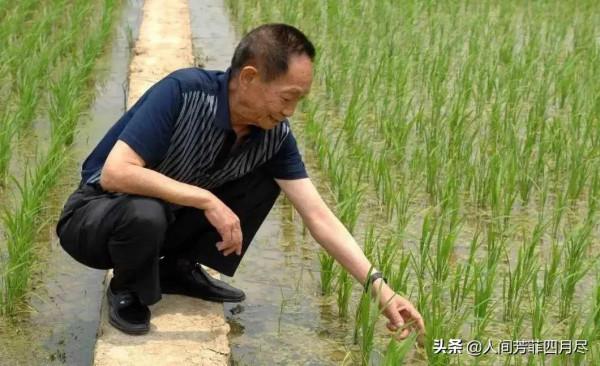 袁隆平為什麼沒有獲得諾貝爾獎？他的豐功偉績難道不夠資格嗎？