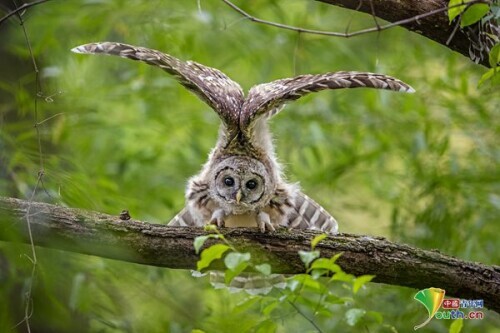 貓頭鷹頭頂展翅 酷似戴著羽毛帽 貓頭鷹頭頂展翅 酷似戴著羽毛帽