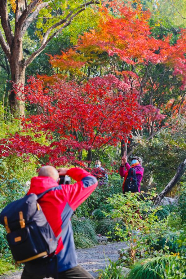 楓葉紅，遊人醉！醉白池的“楓”景這邊獨好