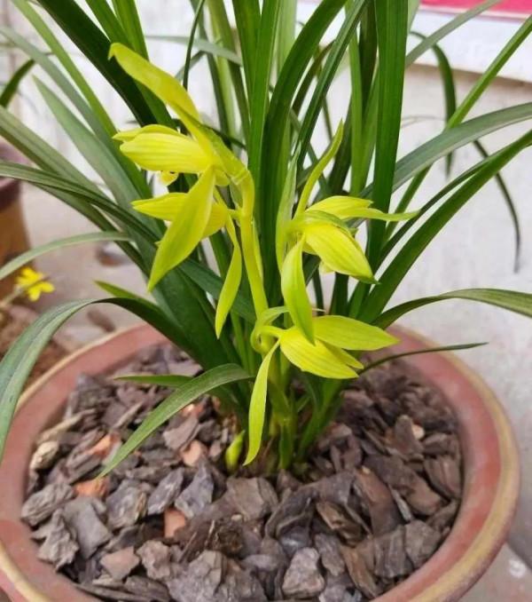 掌握秋季蘭花5步上盆法,半個月就能服盆,省錢省力還省心 掌握秋季蘭花5步上盆法,半個月就能服盆,省錢省力還省心