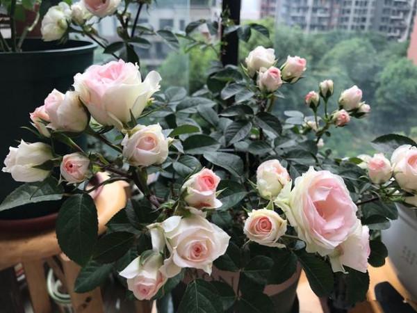 小巧型月季“可愛多”,新人小白打理好這5個方面,也能養得漂亮 小巧型月季“可愛多”,新人小白打理好這5個方面,也能養得漂亮