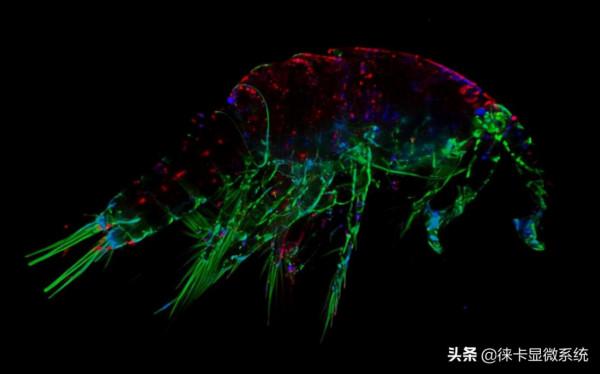 徠卡共聚焦課堂第五講:熒光和量子點的基本原理和發展歷史 徠卡共聚焦課堂第五講:熒光和量子點的基本原理和發展歷史