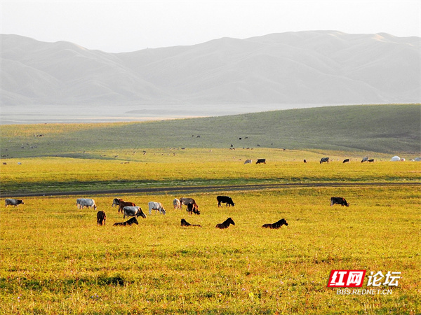 帶你看看網友鏡頭下“那拉提養蜂女”生活的草原有多美